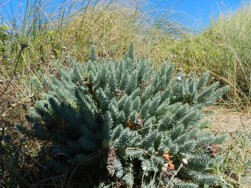 Euphorbia pithyusa